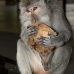 monkey_macaque_balinese_mf_ubud_v_0493_bal0495.jpg